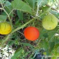 Solanum capsicoides All.